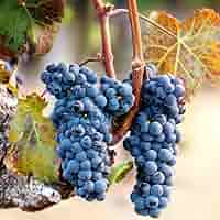 Amazon.com : Grape Vine Plant Live for Planting Outdoor